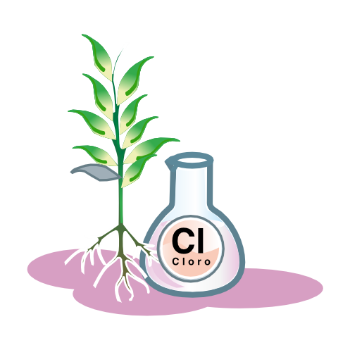 cloro planta