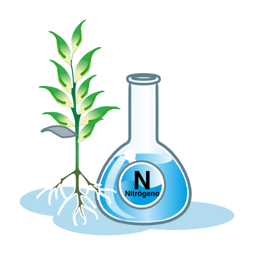 nitrogeno planta